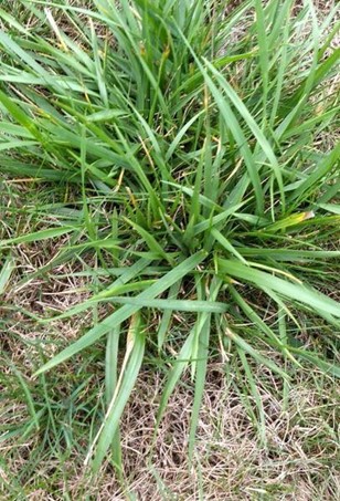 Fescue Grass Close Up