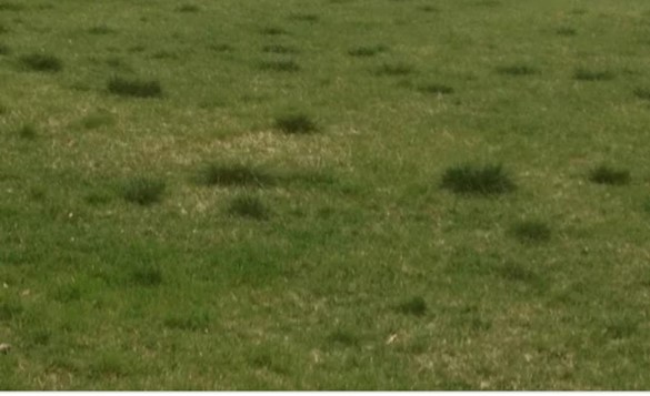 Fescue Grass